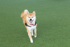 スマイルラン♪