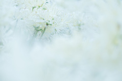 pure white