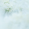 pure white