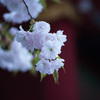 塩釜桜