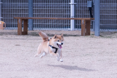 飛行犬　豆柴