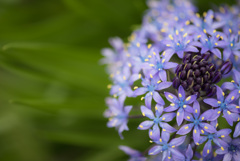 Scilla peruviana