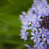 Scilla peruviana