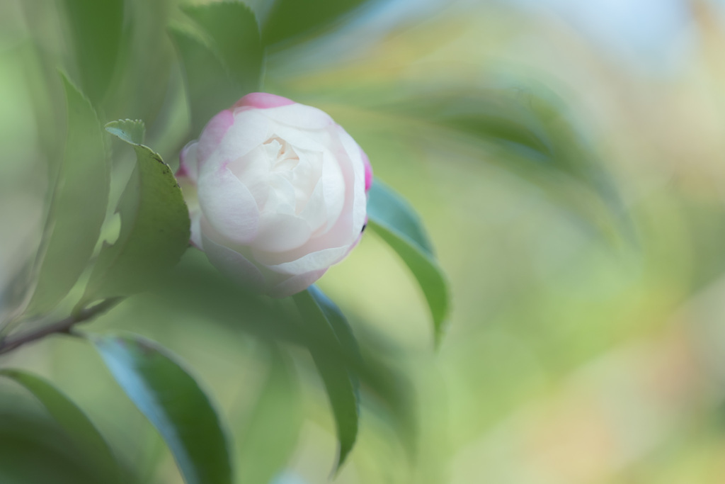 山茶花の咲く頃