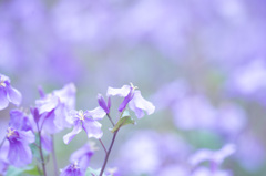 大紫羅欄花