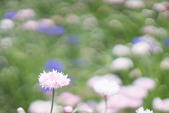 ヤグルマギク