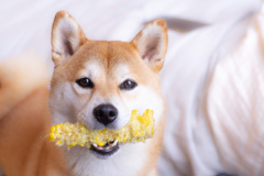 おかわりちょうだい
