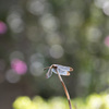 トンボと玉ボケ