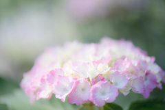 紫陽花