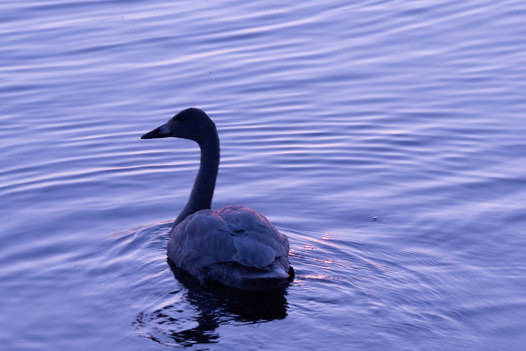 Black　Swan