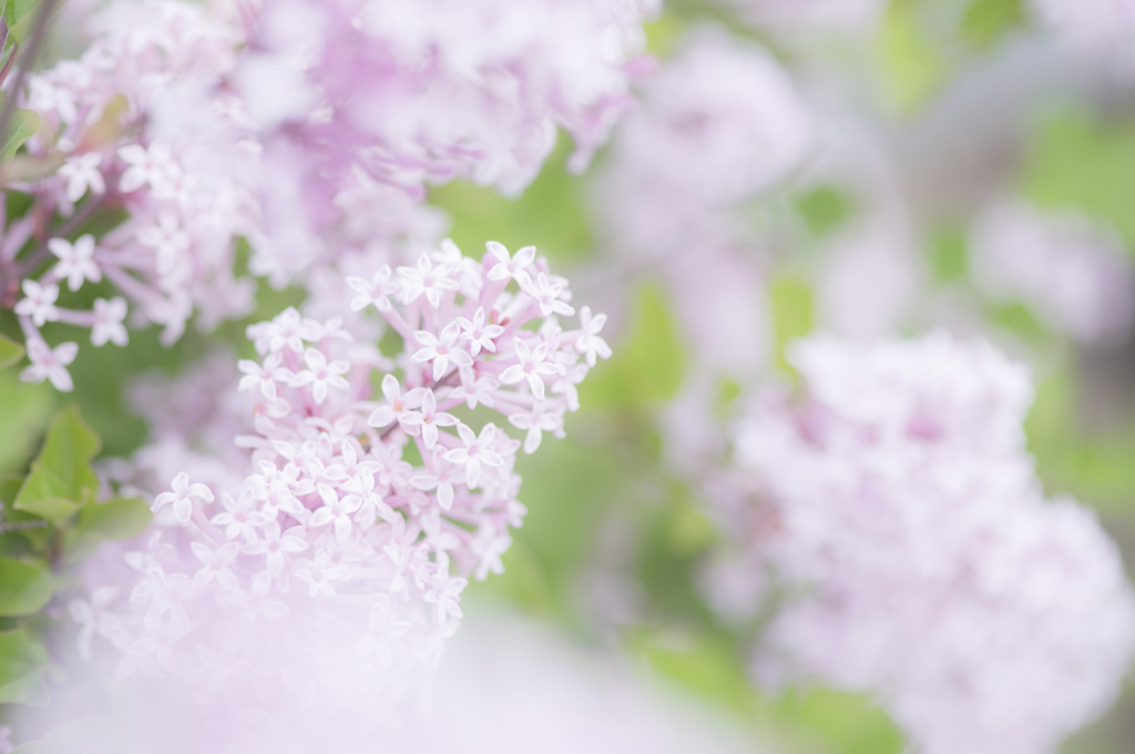 Lilac