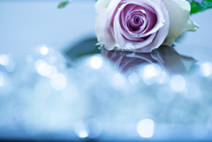 紫の薔薇