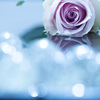 紫の薔薇