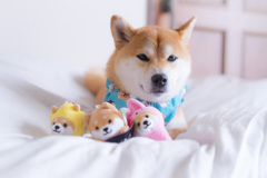 迷惑