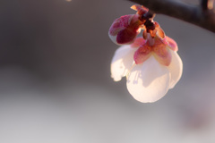 梅灯り