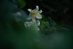 山百合