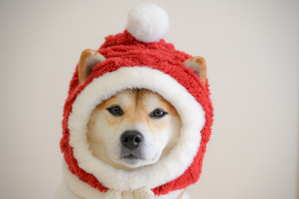 クリスマスわんタさん