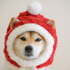 クリスマスわんタさん