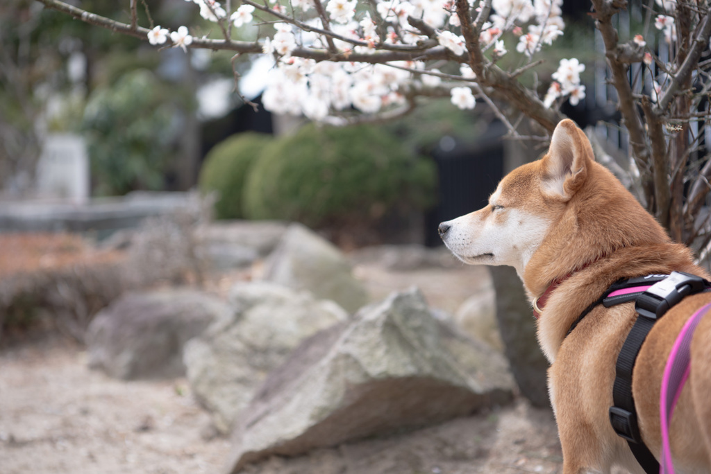 feel spring～♪