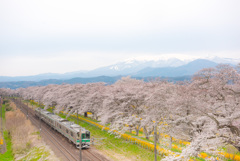 一目千本桜と蔵王
