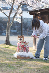 桜の前で柴スマイル