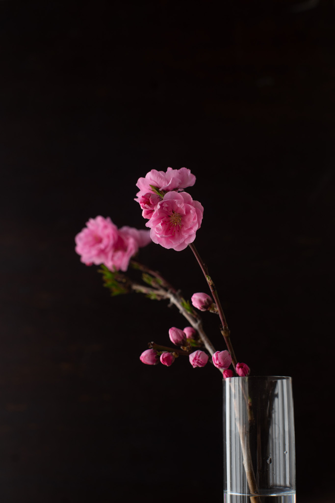 花桃