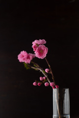 花桃