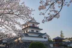 白石城の桜