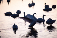 flapping wings