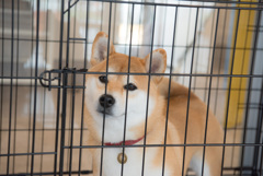 待ってたよ