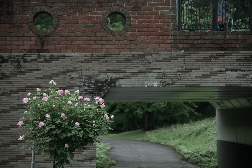 薔薇のある風景