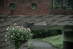 薔薇のある風景