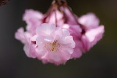 八重桜