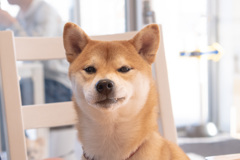 悪い顔