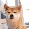 悪い顔