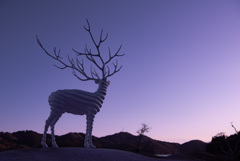 White Deer