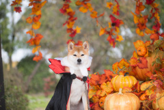 ハロウィン ハロウィン