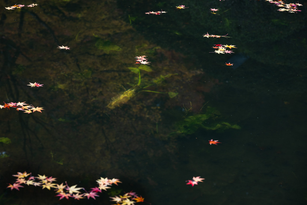 大根？じゃなくてコウホネでした。