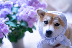 ほっかむり