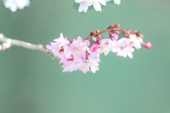 冬咲きのサクラ