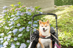 紫陽花とむぎ