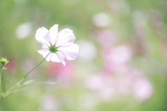 陽光に