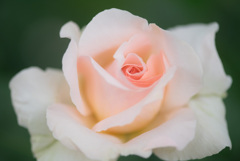 salmon pink