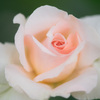salmon pink
