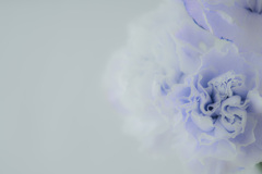 blue mauve