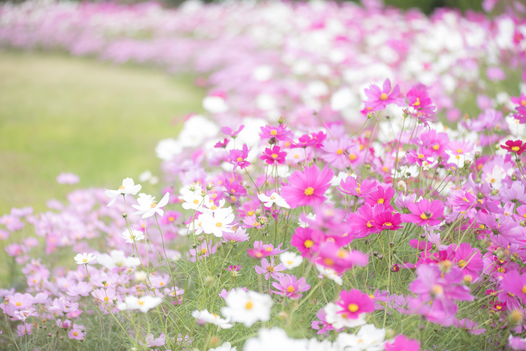 コスモス畑