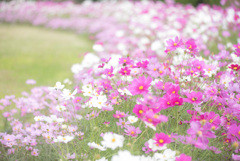 コスモス畑