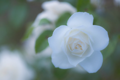 秋薔薇