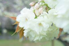 鬱金桜②