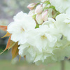 鬱金桜②